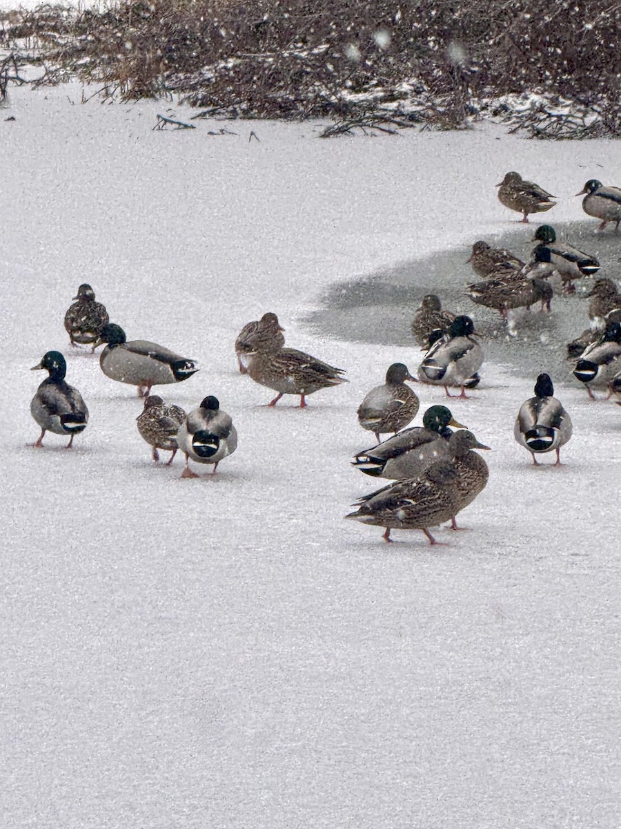 Basahatea - ML647874738