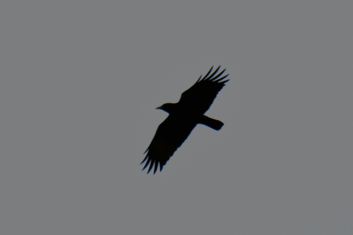 American Crow - ML647874740