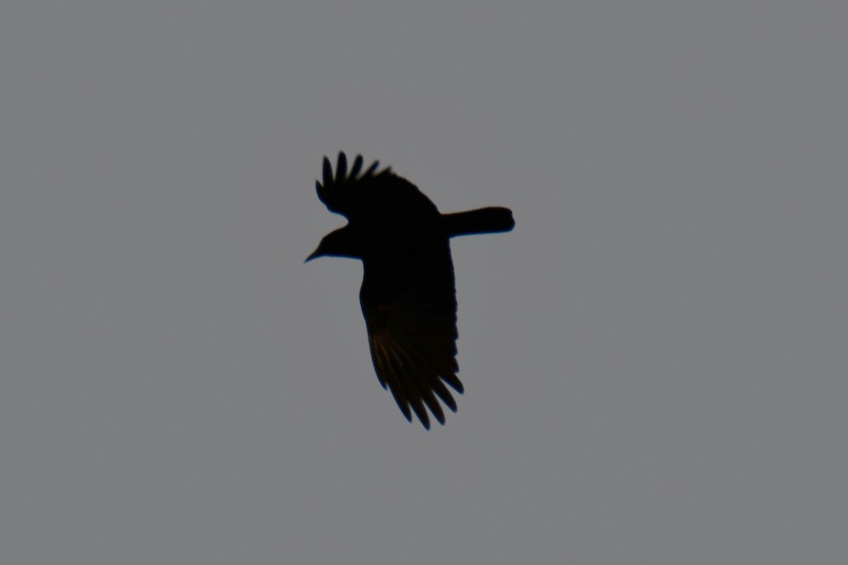 American Crow - ML647874741