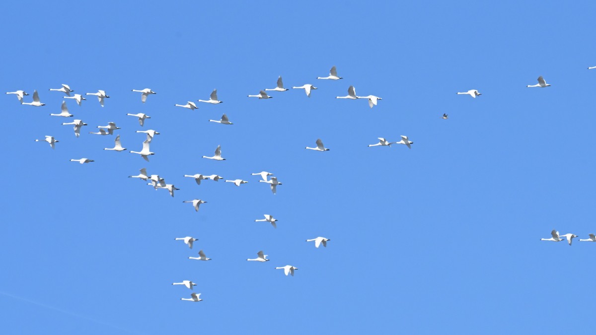 Tundra Swan (Whistling) - ML647874768