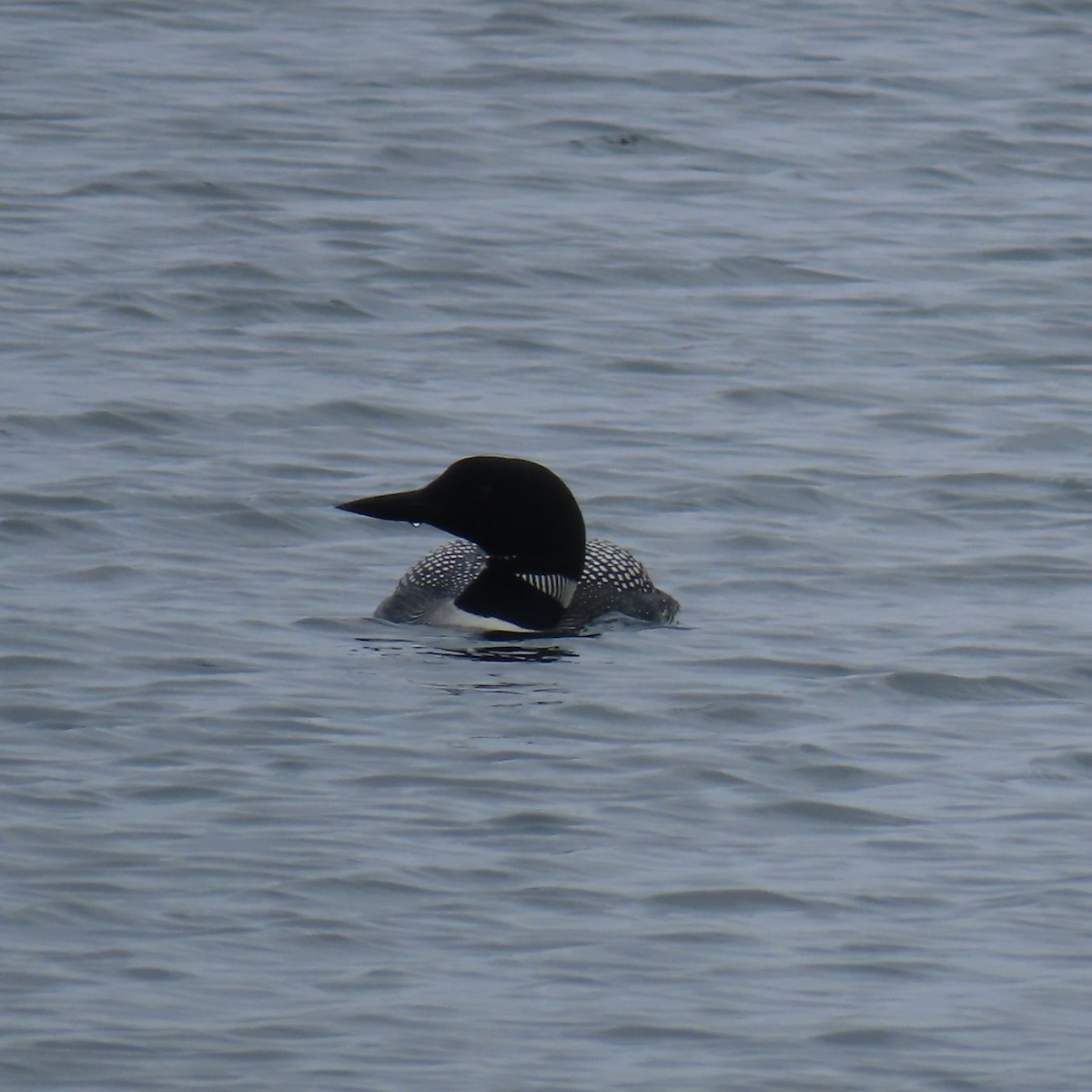 potáplice lední - ML647874783