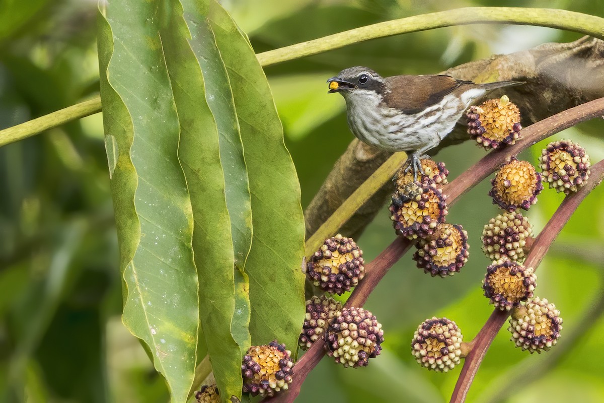 bruntreklatrer - ML647874786