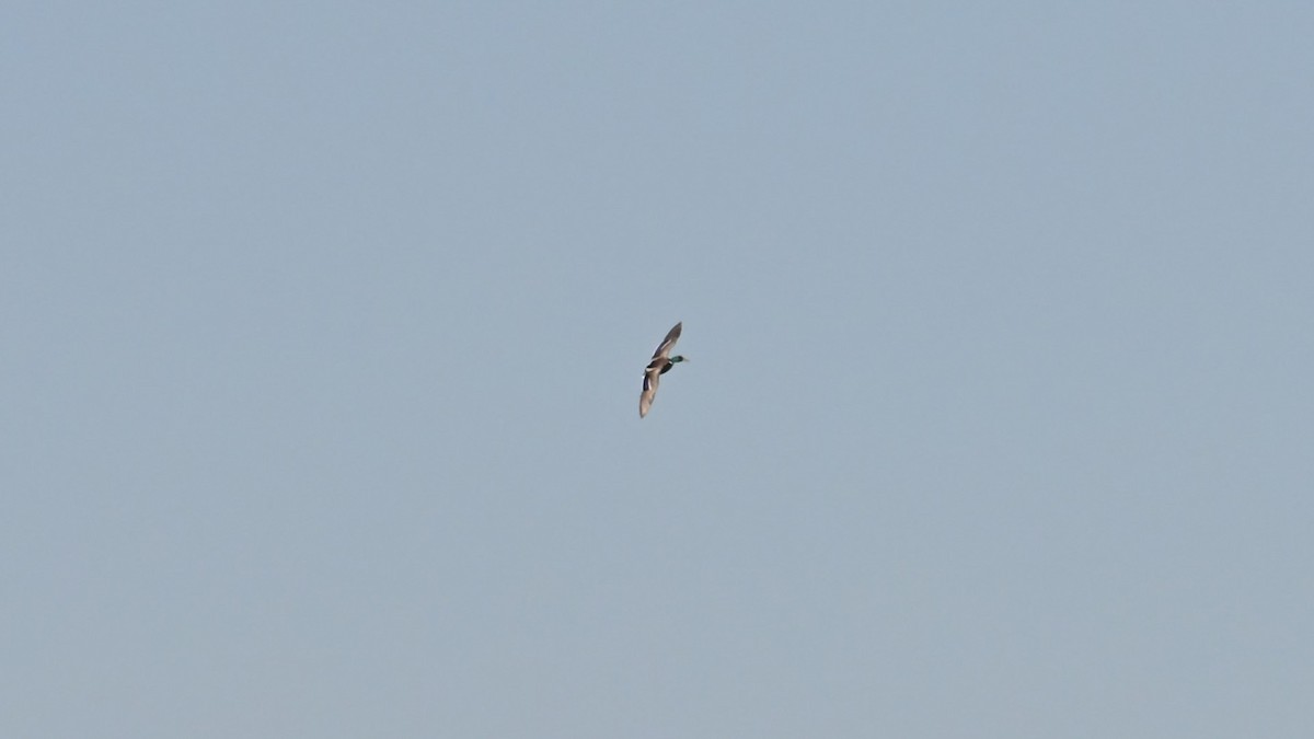 Germano reale - ML647874810