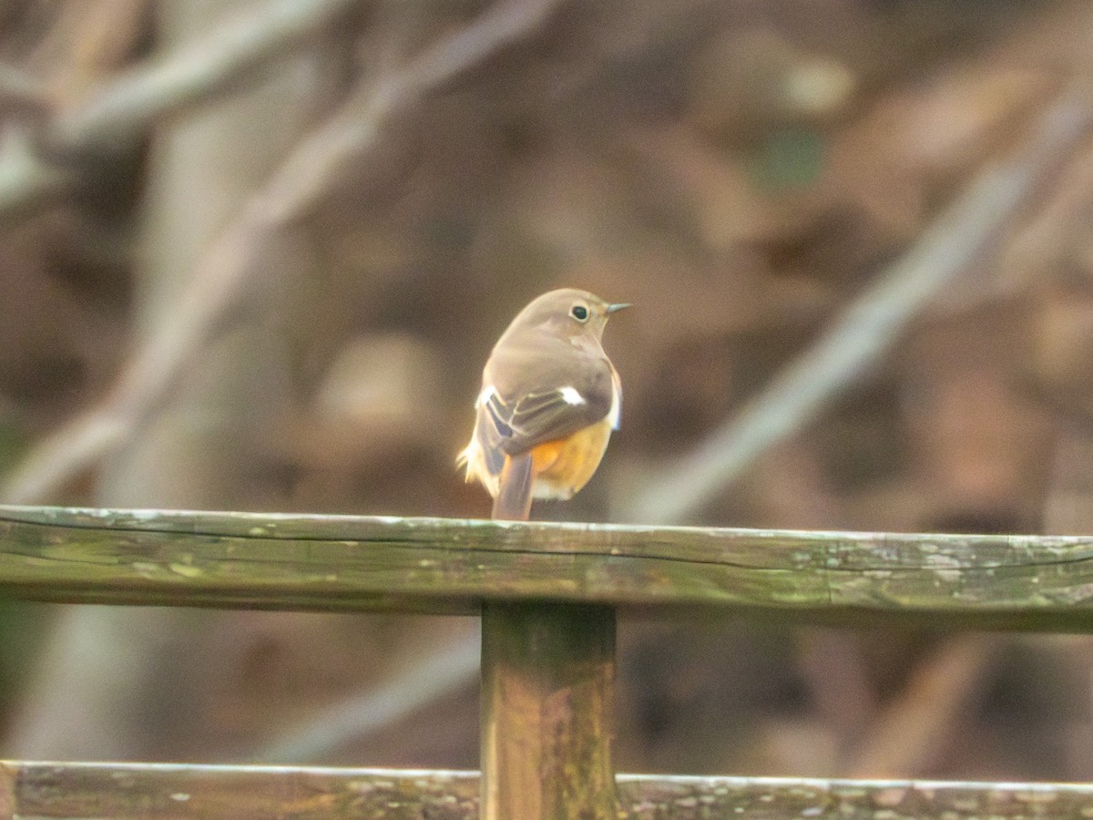 חכלילית סיבירית - ML647874811