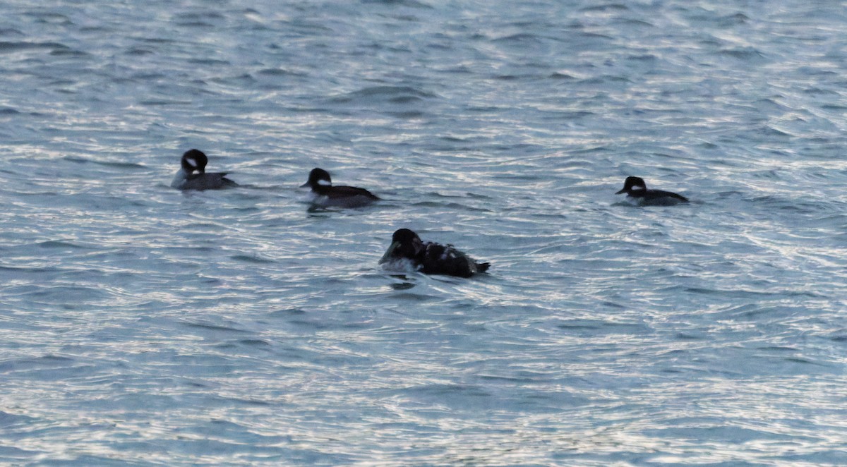 Common Eider - ML647874813