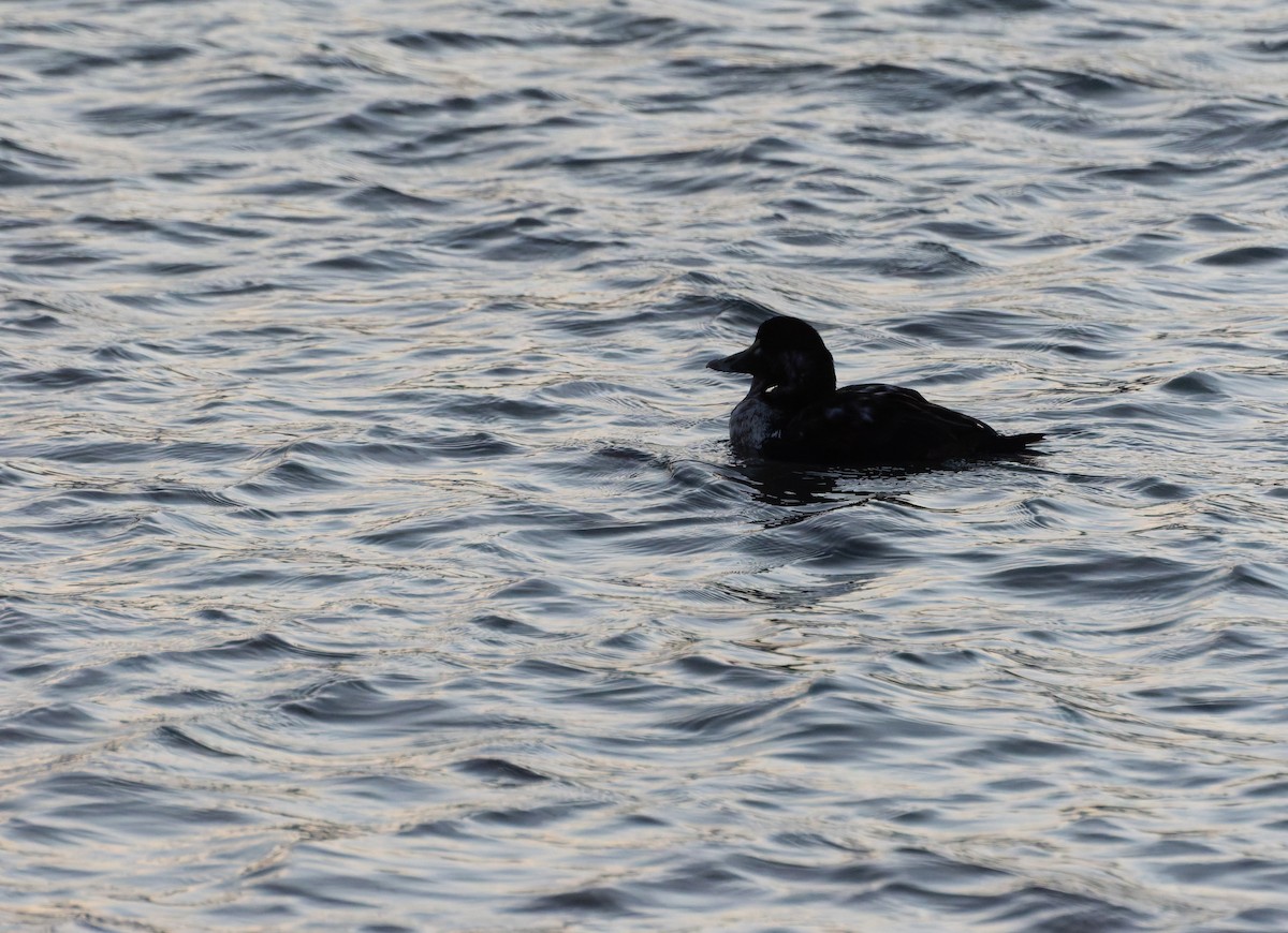 Common Eider - ML647874815