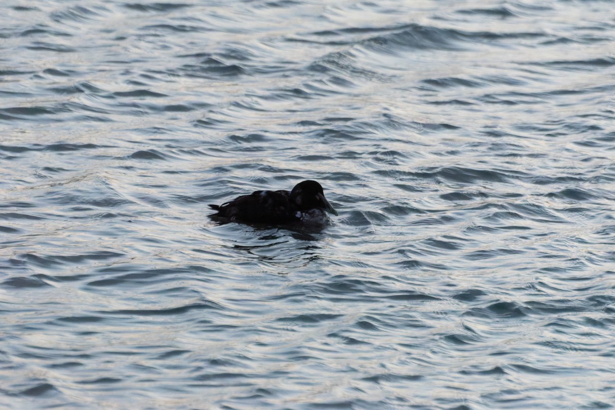 Common Eider - ML647874817
