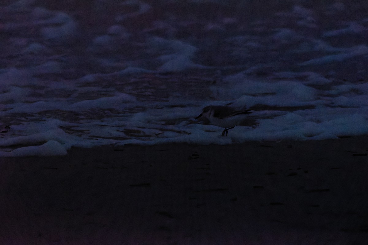 Песчанка - ML647874823