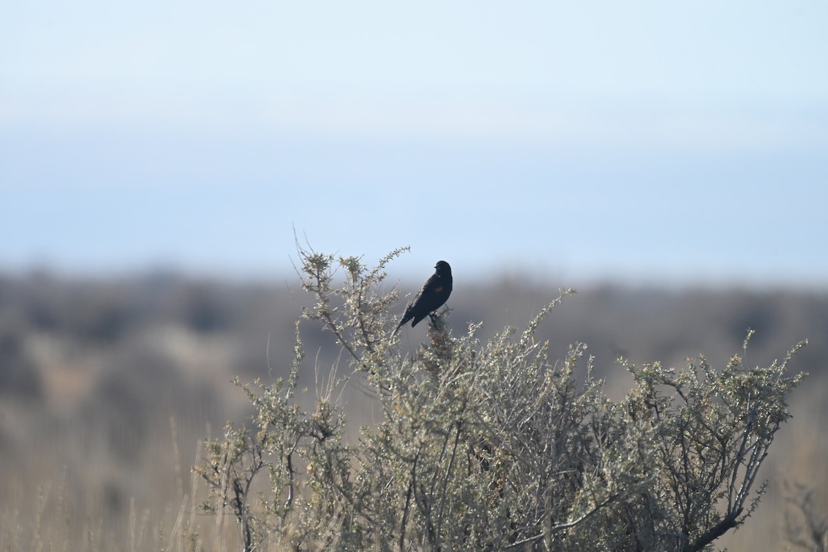 Red-winged Blackbird (Red-winged) - ML647874830