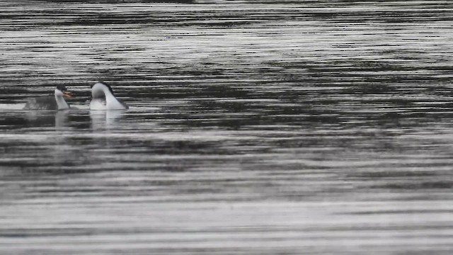 Clark's Grebe - ML647874835