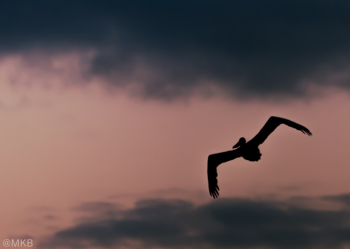 Brown Pelican - ML647874839