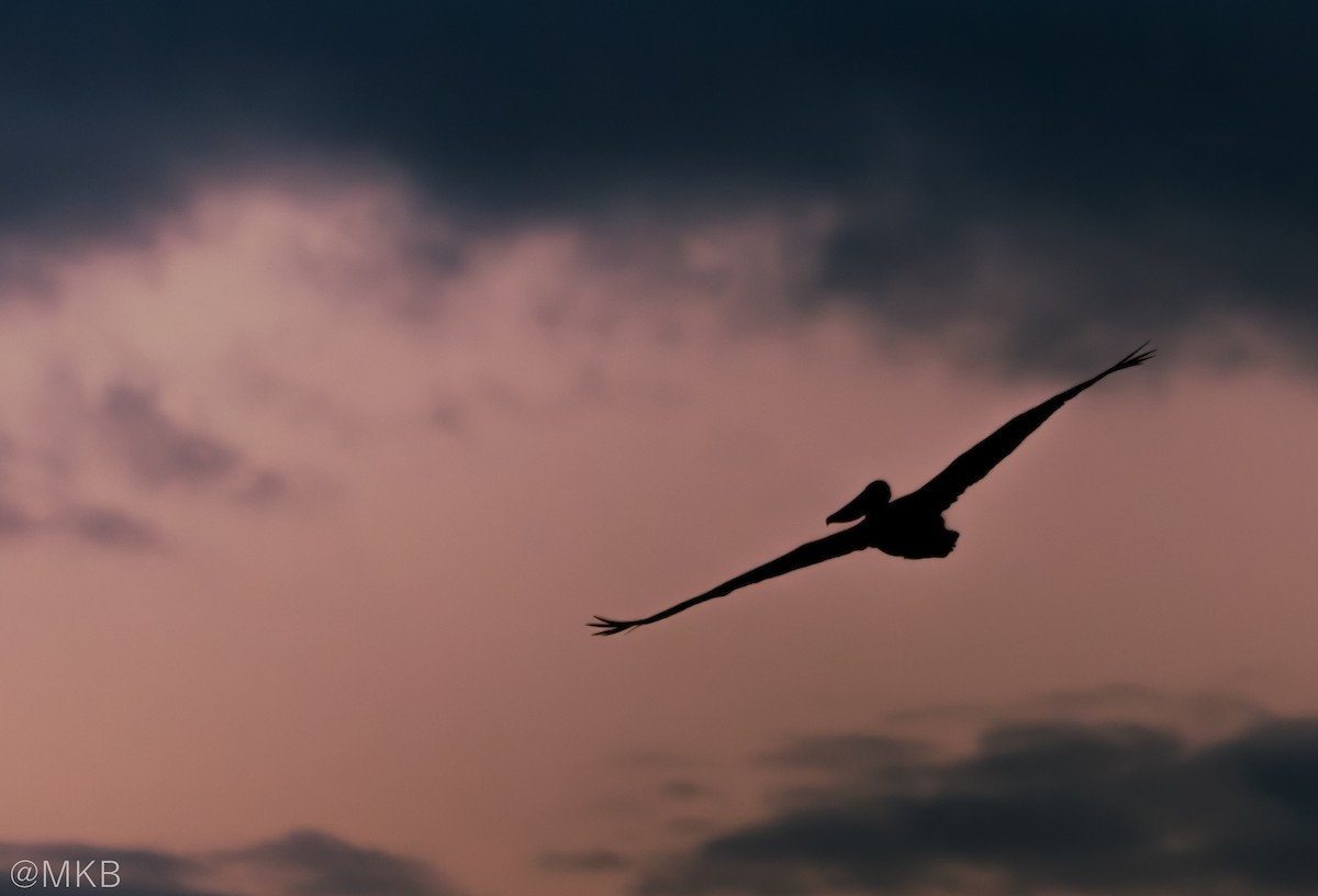 Brown Pelican - ML647874841