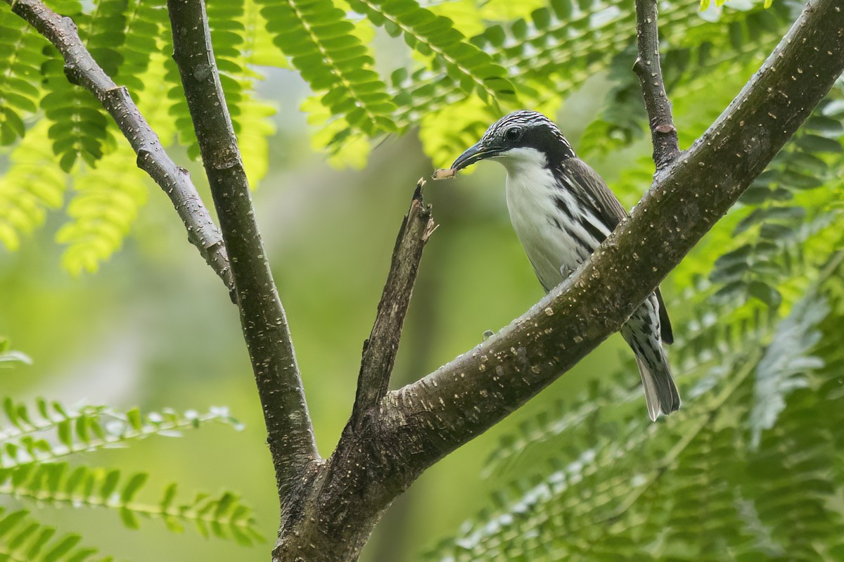 stripetreklatrer - ML647874852