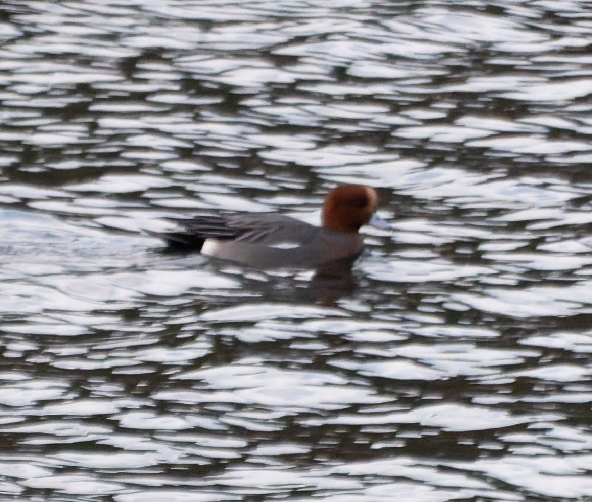 赤頸鴨 - ML647874874