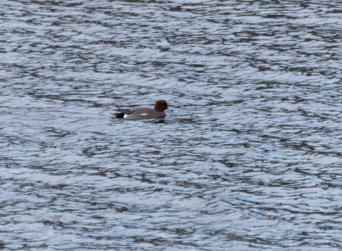 赤頸鴨 - ML647874875