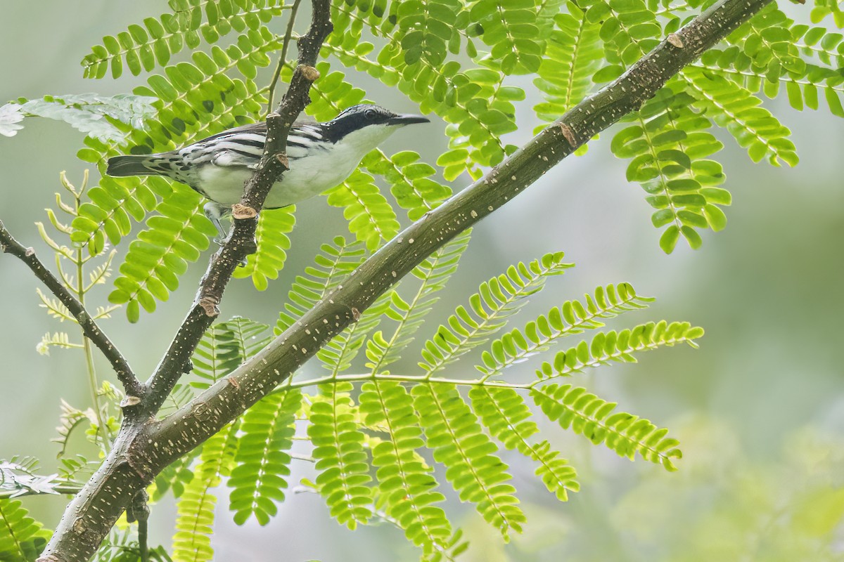 stripetreklatrer - ML647874894