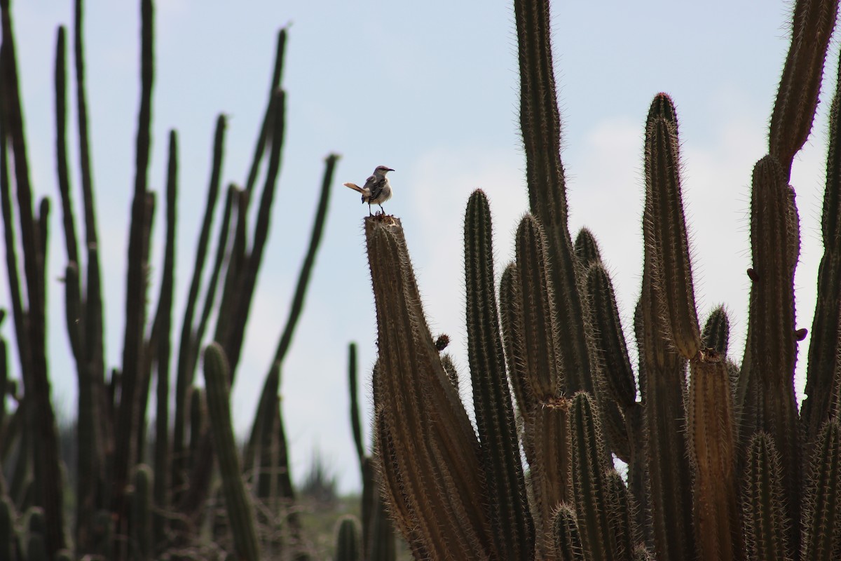 Tropikal Taklitçi - ML647874897