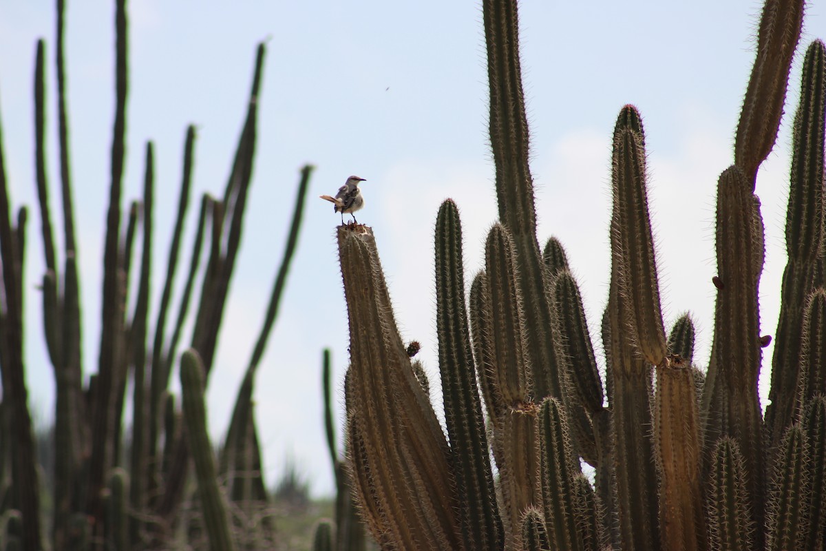 Tropikal Taklitçi - ML647874899