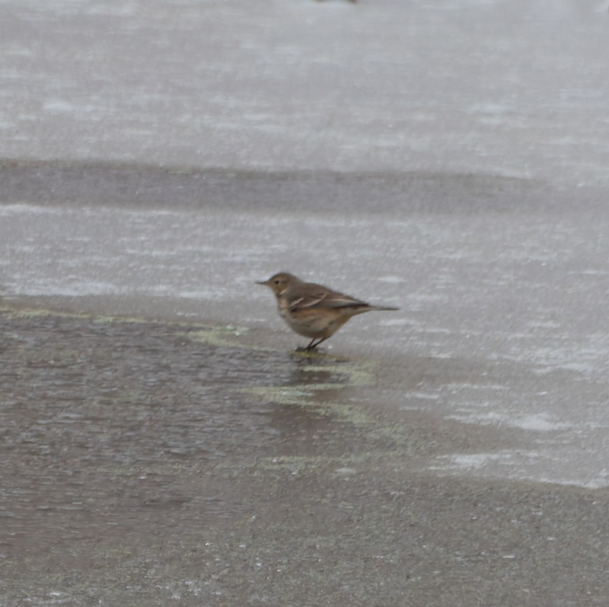 American Pipit - ML647874912