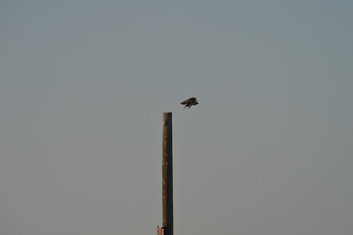 Prairie Falcon - ML647874918