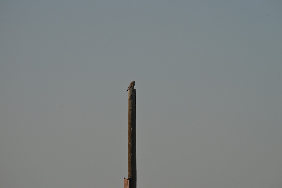 Prairie Falcon - ML647874920