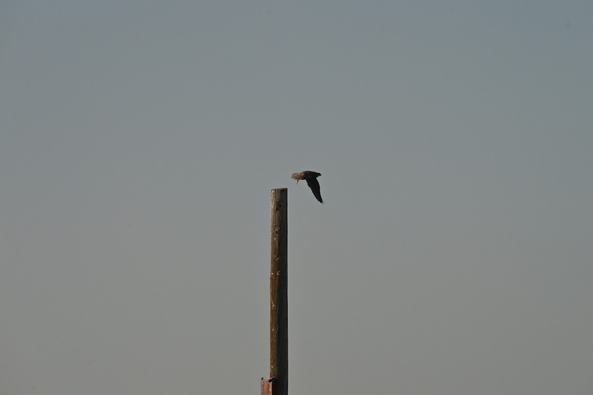 Prairie Falcon - ML647874921