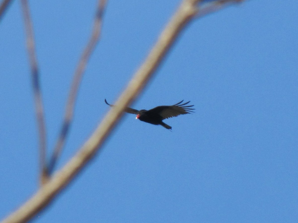 Turkey Vulture - ML647874924