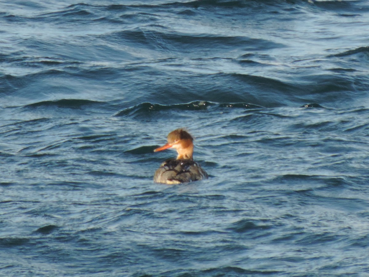 Red-breasted Merganser - ML647874926