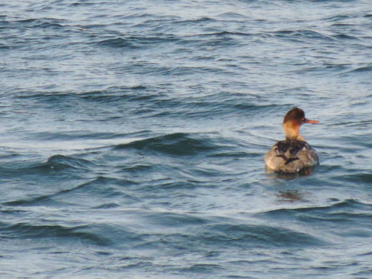 Red-breasted Merganser - ML647874927