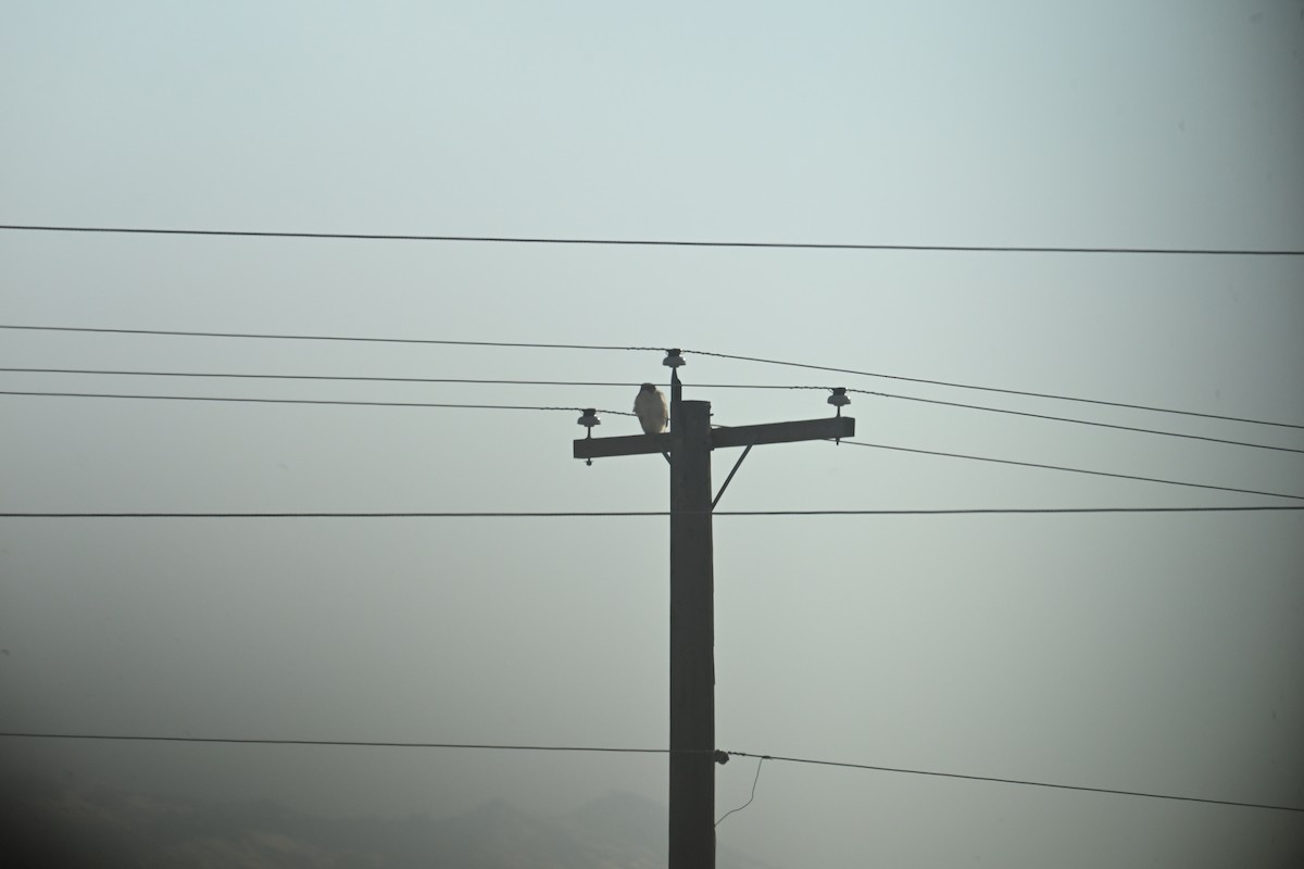 Ferruginous Hawk - ML647874929