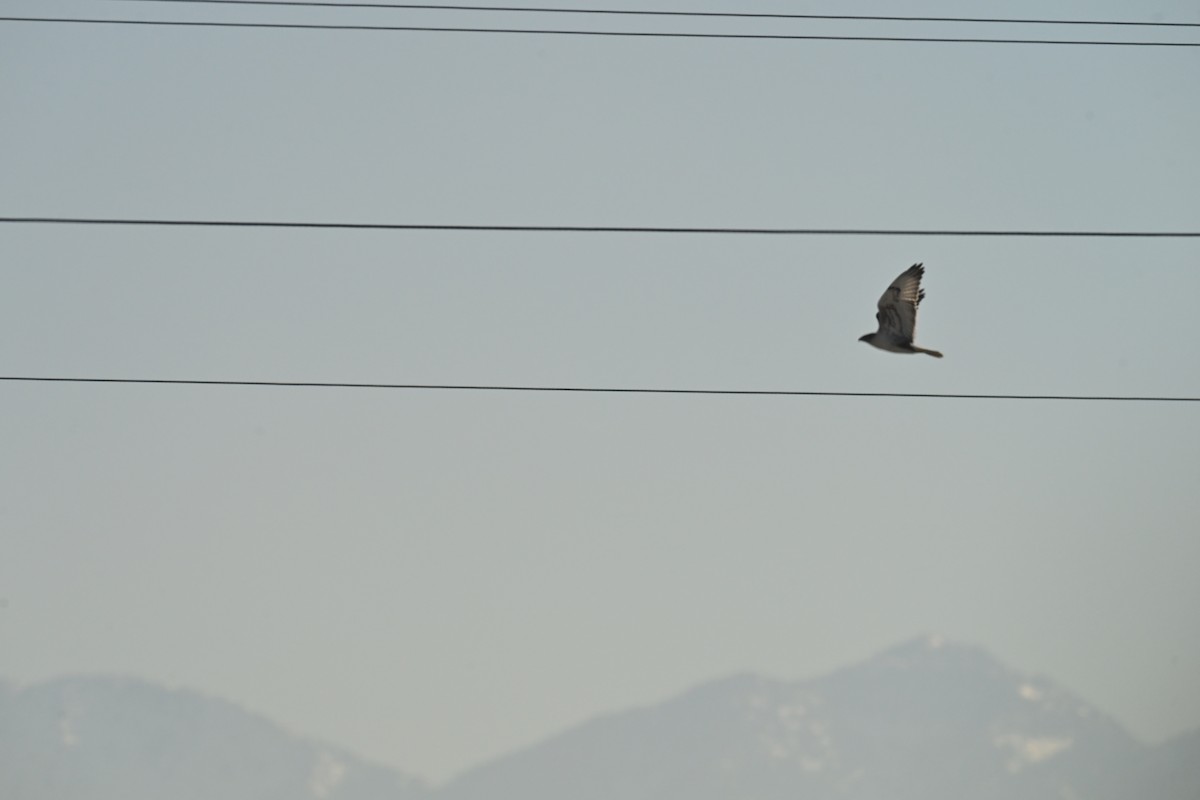 Ferruginous Hawk - ML647874930