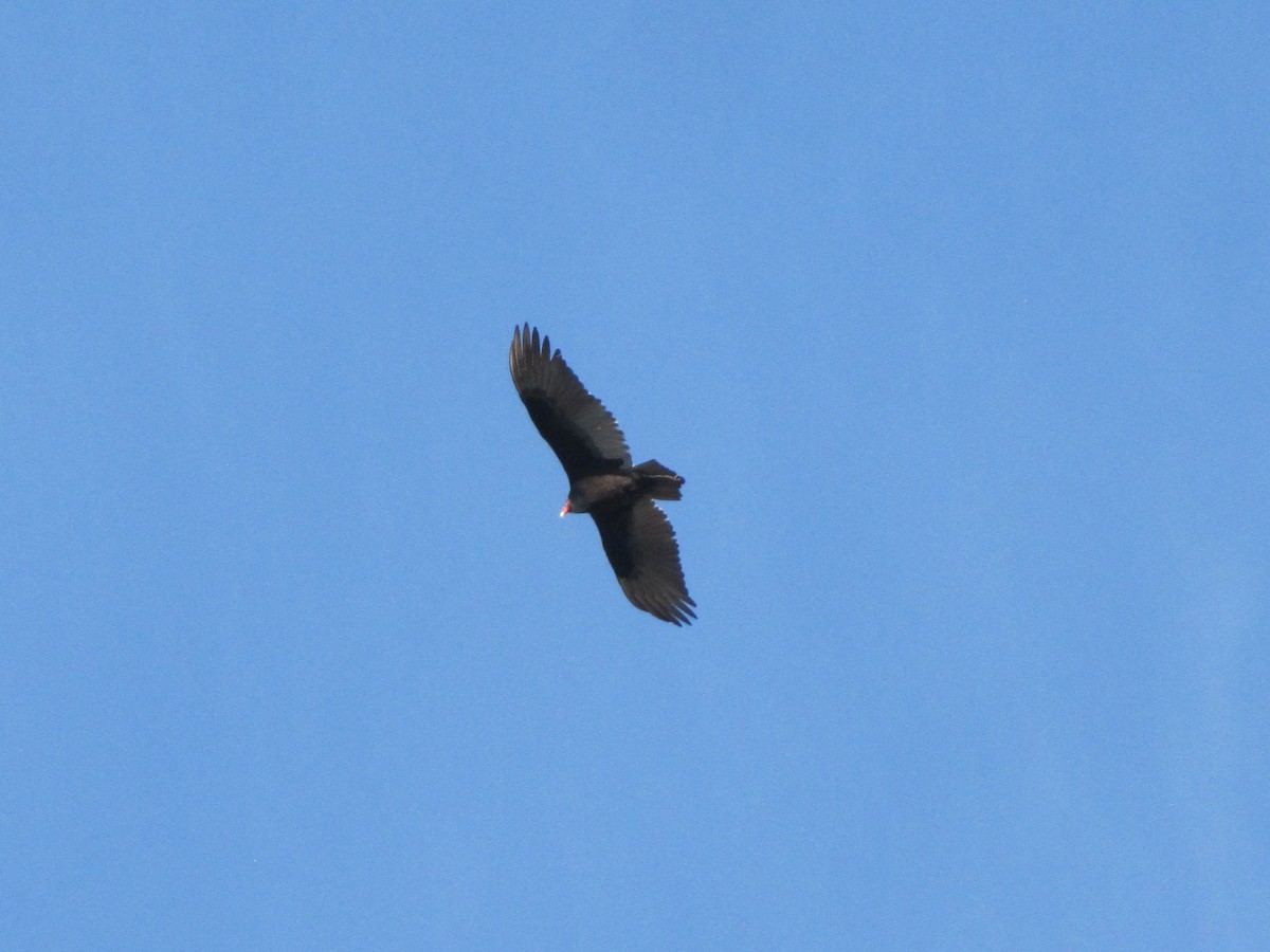 Turkey Vulture - ML647874935