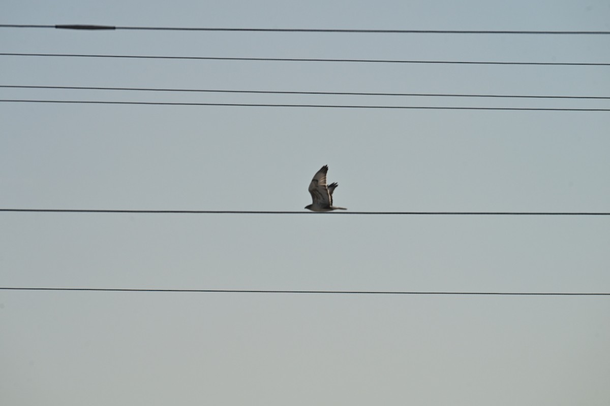 Ferruginous Hawk - ML647874936