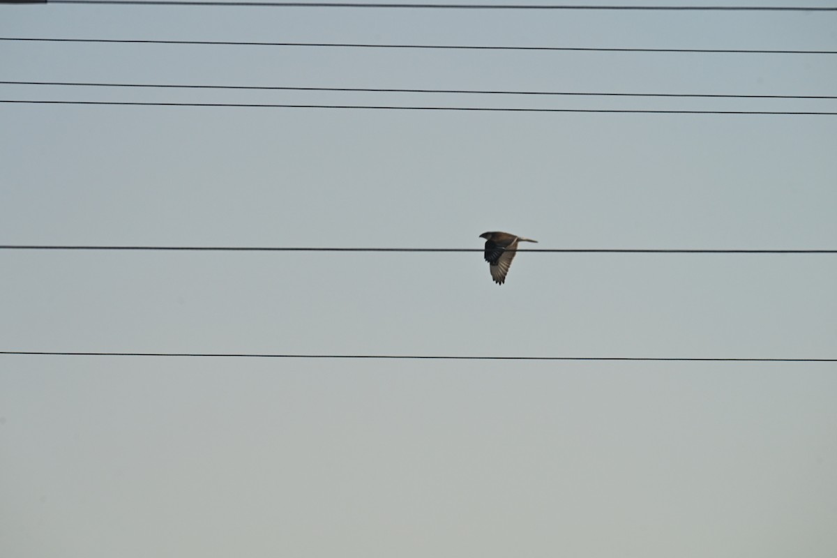 Ferruginous Hawk - ML647874937