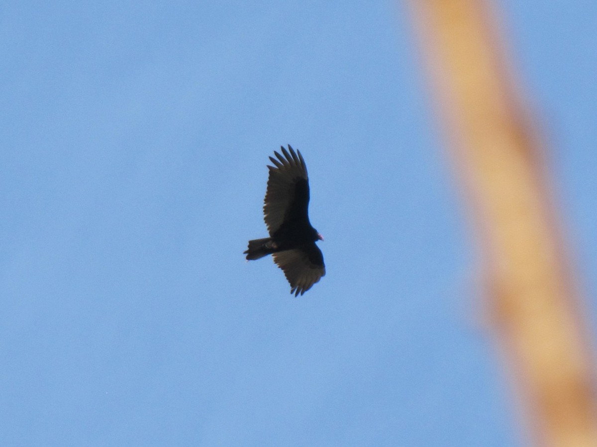 Turkey Vulture - ML647874955