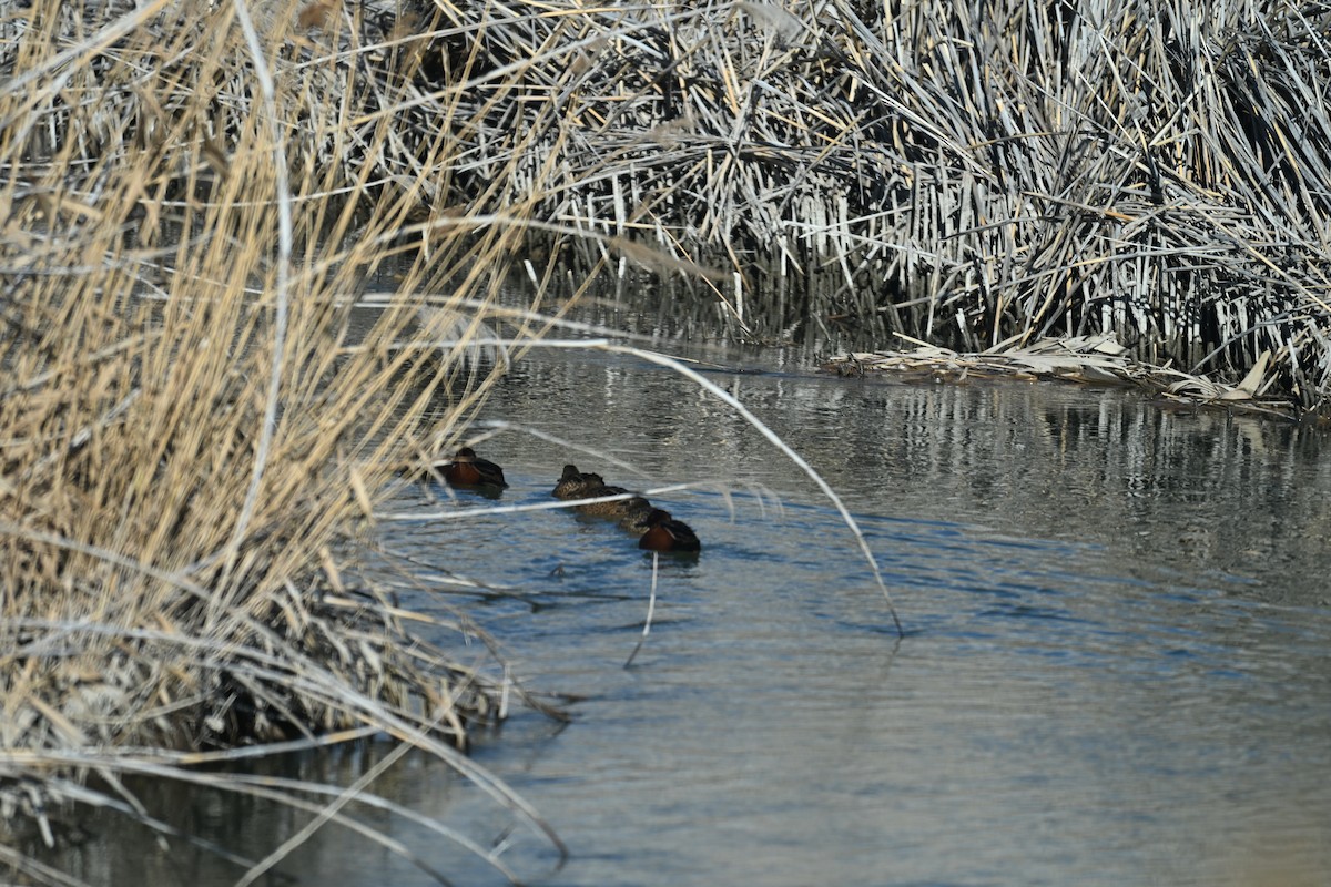 Alzavola cannella - ML647874978