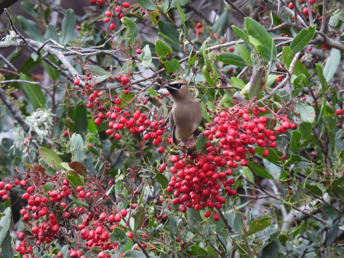 Cedar Waxwing - ML647875003