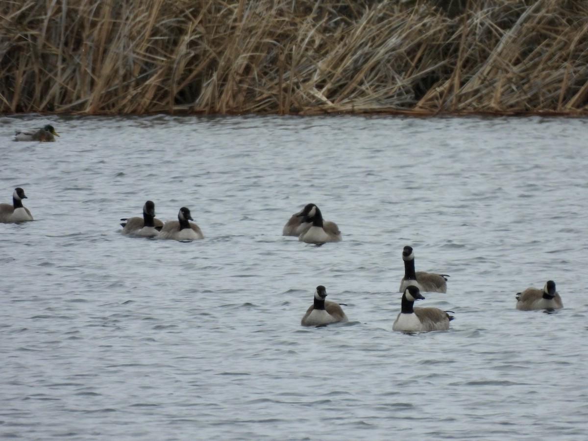 Barnacla Canadiense Grande - ML647875007