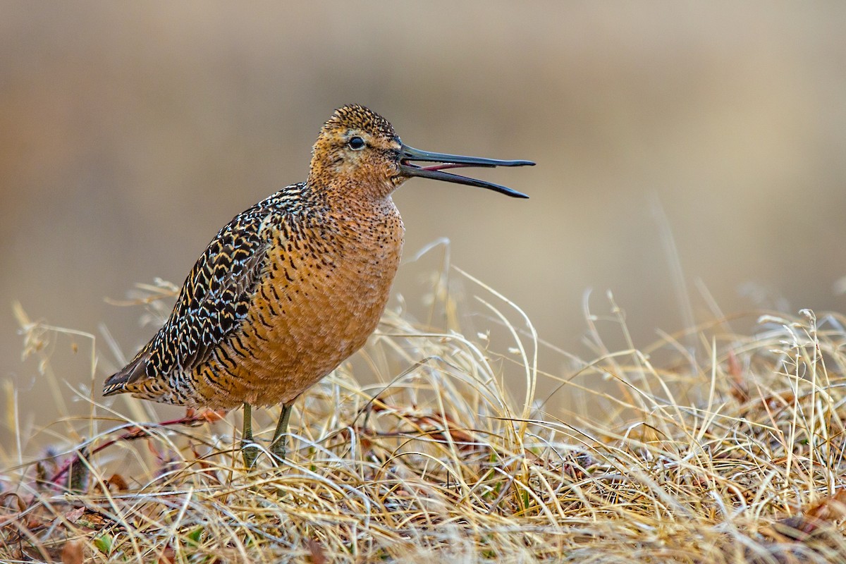 Long-billed Dowitcher - Eric Gofreed