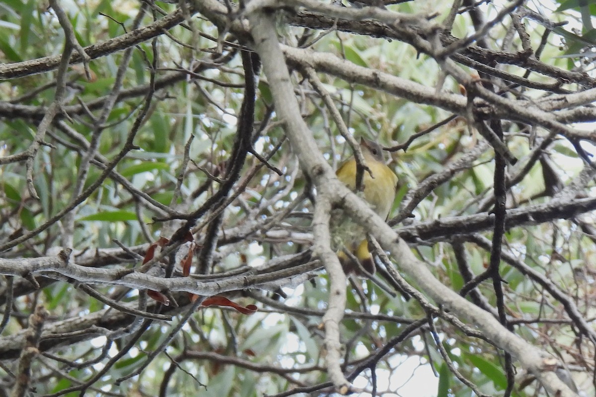 סבכון חכלילי - ML647875015