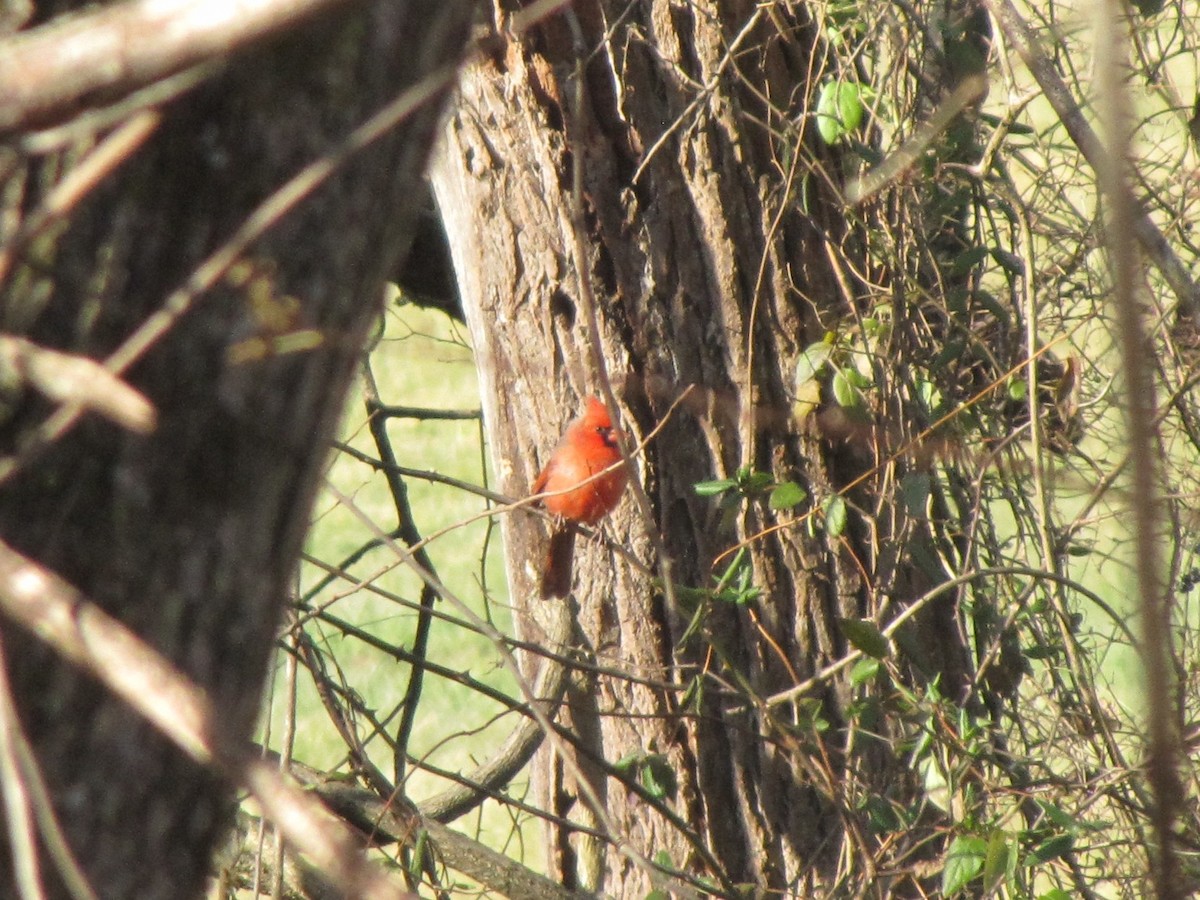 rødkardinal - ML647875027