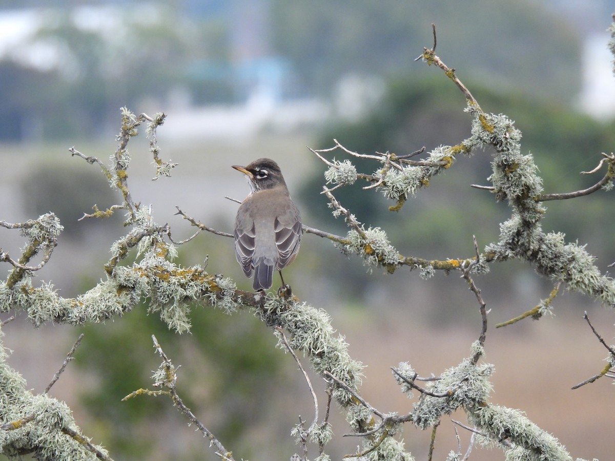 American Robin - ML647875038