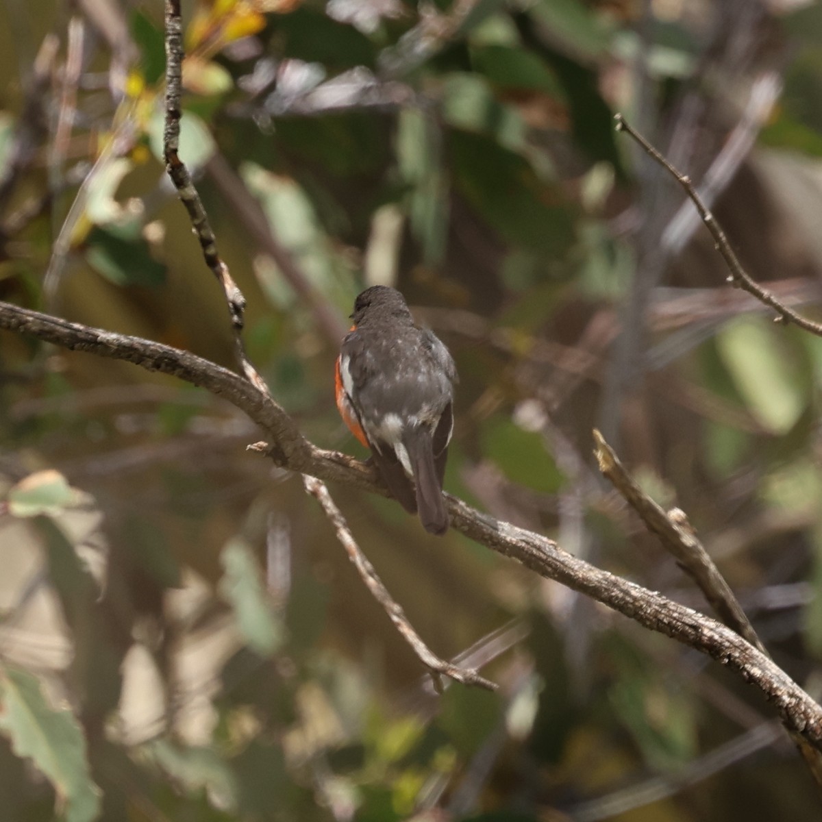 Flame Robin - ML647875042