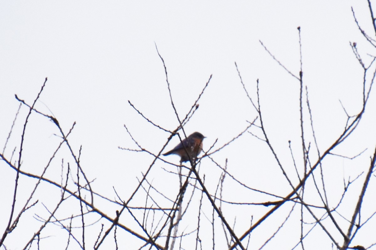 Eastern Bluebird - ML647875049