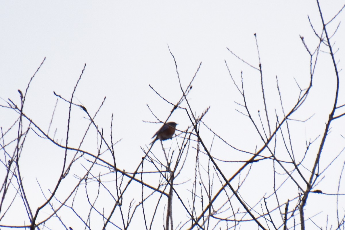 Eastern Bluebird - ML647875051