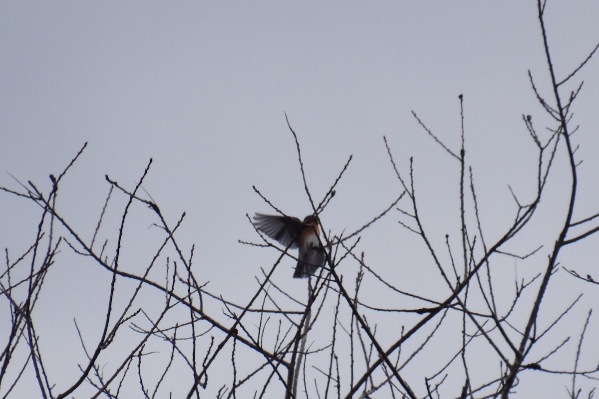 Eastern Bluebird - ML647875052