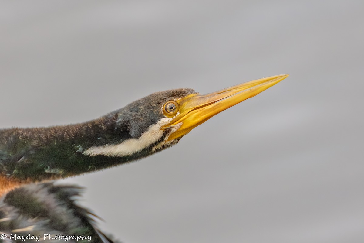 Australasian Darter - ML647875053