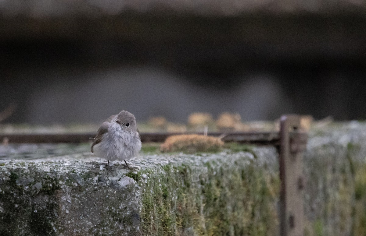Taiga Flycatcher - ML647875058