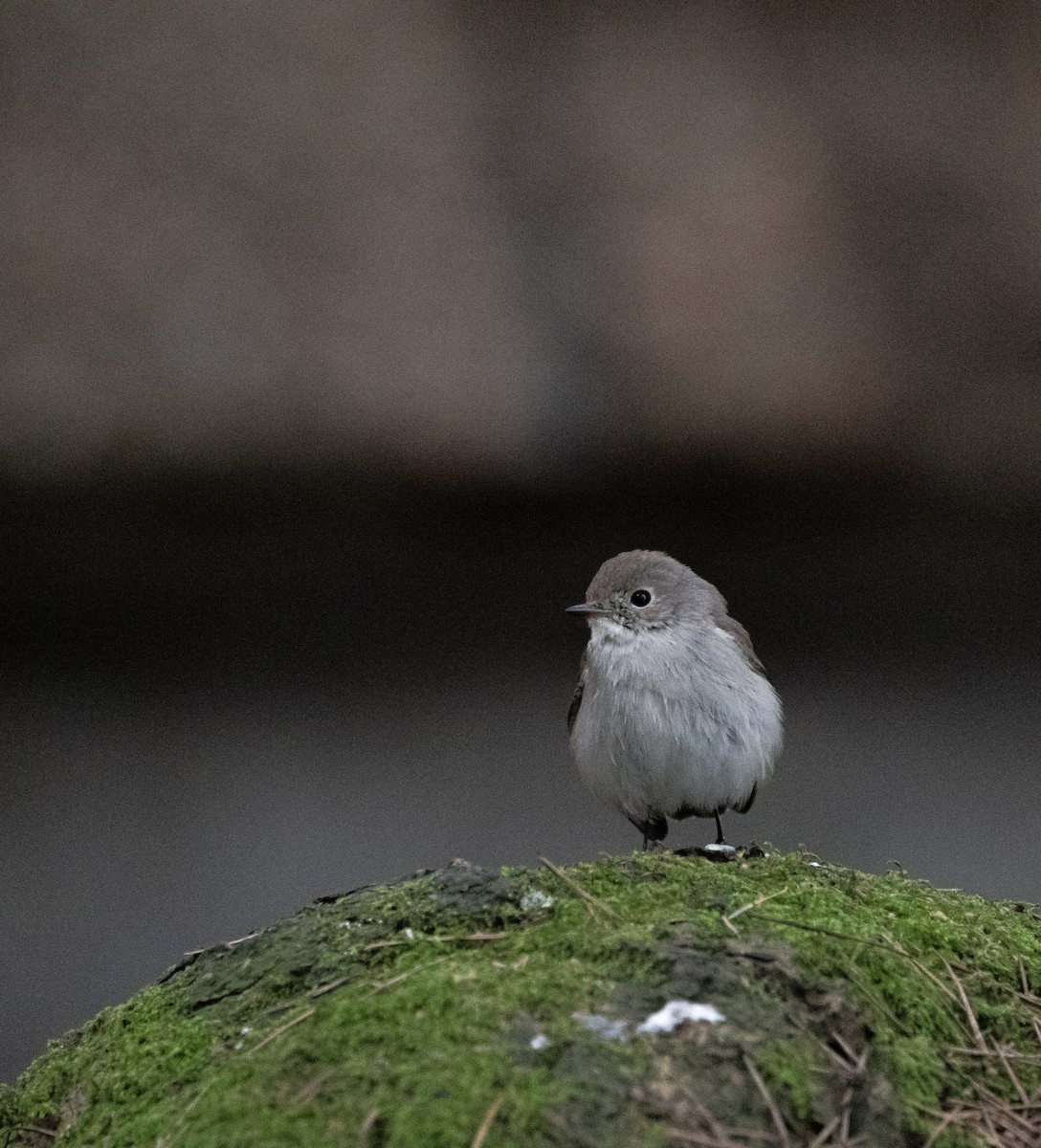 Taiga Flycatcher - ML647875059