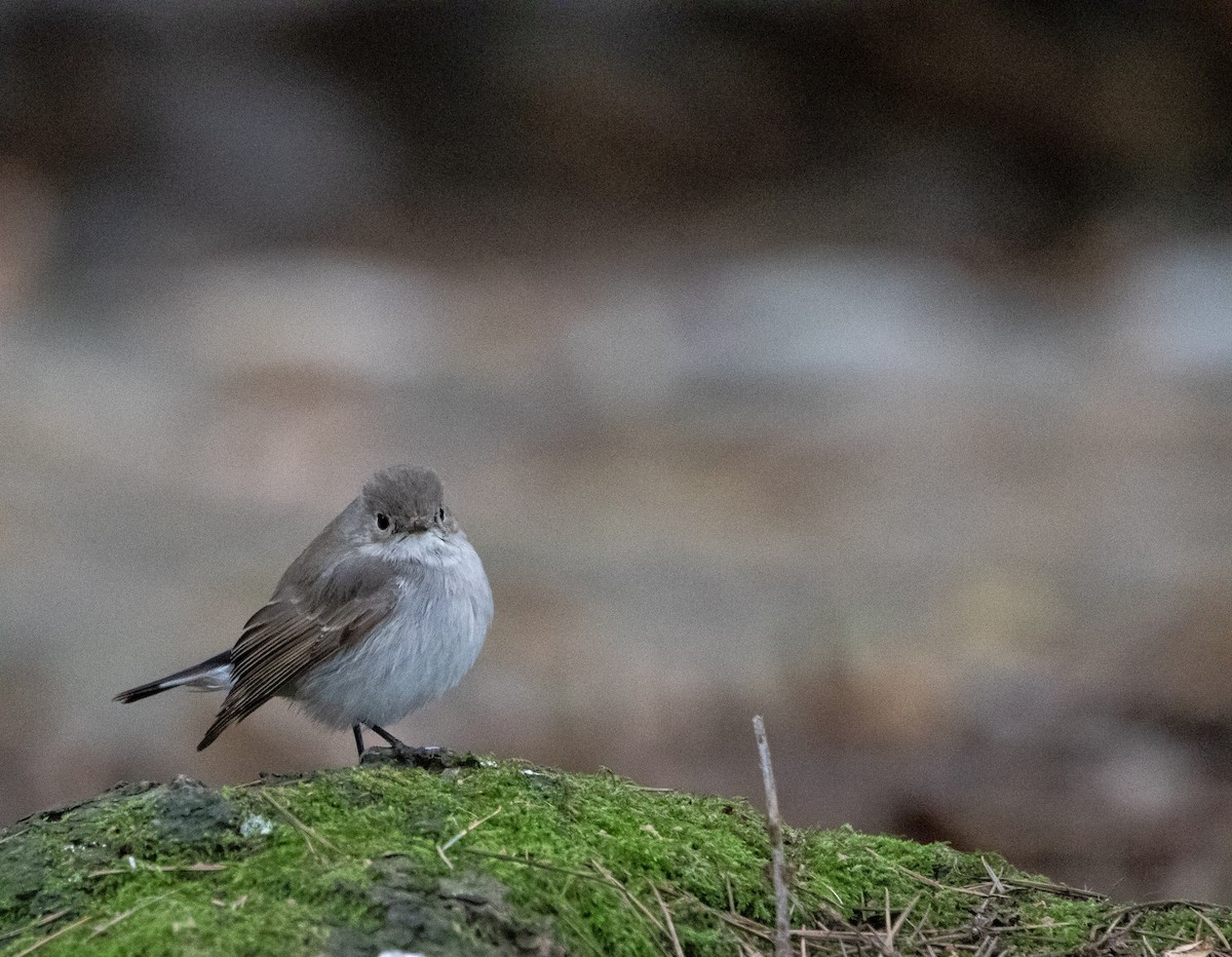 Taiga Flycatcher - ML647875060